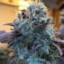 Grounded Genetics Vitamin Z Smoke Buds Weed Ganja Skunk Dope Pot Images Pics Nuggets