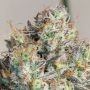 Vitamin Z Feminized by Grounded Genetics THC Content Potency Strength CBD Height Yield Flowering Time Indica Sativa Genetics