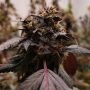 Grounded Genetics Bizcocho Smoke Buds Weed Ganja Skunk Dope Pot Images Pics Nuggets