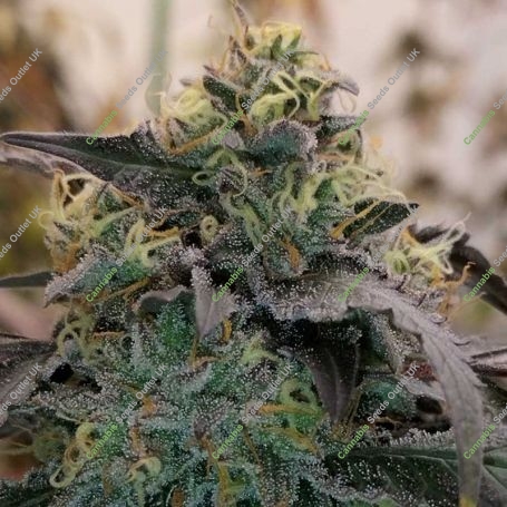 Bizcocho Feminized Marijuana Strain by Grounded Genetics For Sale Online at Cannabis Seeds Outlet