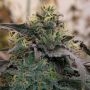 Bizcocho Feminized Marijuana Strain by Grounded Genetics For Sale Online at Cannabis Seeds Outlet