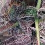 Bizcocho Feminized by Grounded Genetics THC Content Potency Strength CBD Height Yield Flowering Time Indica Sativa Genetics