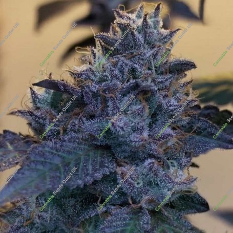 Raspberry Z Feminized Marijuana Strain by Grounded Genetics For Sale Online at Cannabis Seeds Outlet