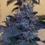 Raspberry Z Feminized Marijuana Strain by Grounded Genetics For Sale Online at Cannabis Seeds Outlet