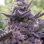 Grounded Genetics Raspberry Z Smoke Buds Weed Ganja Skunk Dope Pot Images Pics Nuggets