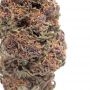 Raspberry Z Feminized by Grounded Genetics THC Content Potency Strength CBD Height Yield Flowering Time Indica Sativa Genetics