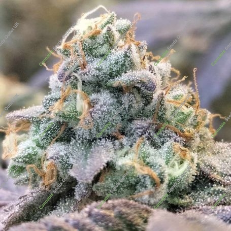 Zlurpi Feminized Marijuana Strain by Grounded Genetics For Sale Online at Cannabis Seeds Outlet