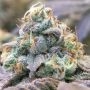 Zlurpi Feminized Marijuana Strain by Grounded Genetics For Sale Online at Cannabis Seeds Outlet