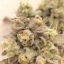 Grounded Genetics Zlurpi Smoke Buds Weed Ganja Skunk Dope Pot Images Pics Nuggets