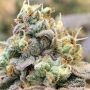 Zlurpi Feminized by Grounded Genetics THC Content Potency Strength CBD Height Yield Flowering Time Indica Sativa Genetics