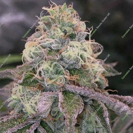 Blue Fizz Feminized Marijuana Strain by Grounded Genetics For Sale Online at Cannabis Seeds Outlet