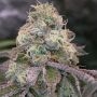 Blue Fizz Feminized Marijuana Strain by Grounded Genetics For Sale Online at Cannabis Seeds Outlet