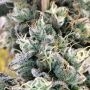 Blue Fizz Feminized by Grounded Genetics THC Content Potency Strength CBD Height Yield Flowering Time Indica Sativa Genetics