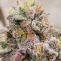 Grounded Genetics Blue Fizz Smoke Buds Weed Ganja Skunk Dope Pot Images Pics Nuggets