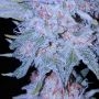 Z Pointer Feminized by Grounded Genetics THC Content Potency Strength CBD Height Yield Flowering Time Indica Sativa Genetics