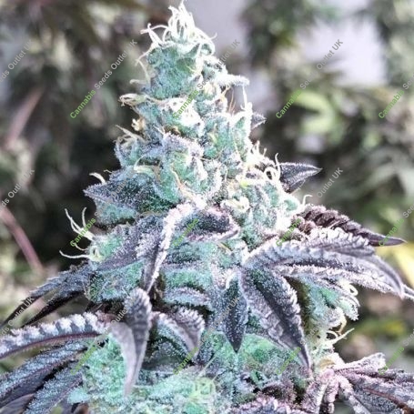 Z Pointer Feminized Marijuana Strain by Grounded Genetics For Sale Online at Cannabis Seeds Outlet