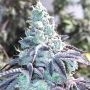 Z Pointer Feminized Marijuana Strain by Grounded Genetics For Sale Online at Cannabis Seeds Outlet