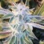 Grounded Genetics Z Pointer Smoke Buds Weed Ganja Skunk Dope Pot Images Pics Nuggets