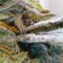 Zilk Road Feminized by Grounded Genetics THC Content Potency Strength CBD Height Yield Flowering Time Indica Sativa Genetics