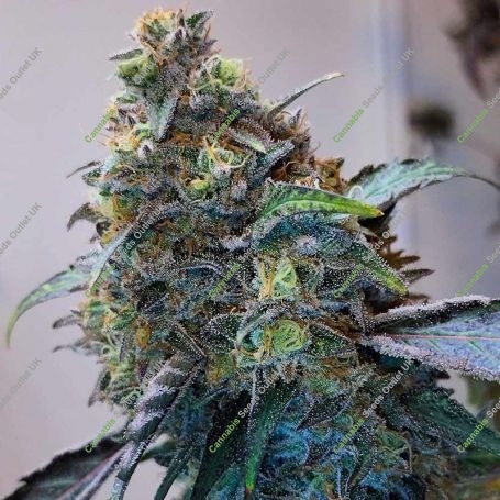 Zilk Road Feminized Marijuana Strain by Grounded Genetics For Sale Online at Cannabis Seeds Outlet