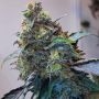 Zilk Road Feminized Marijuana Strain by Grounded Genetics For Sale Online at Cannabis Seeds Outlet