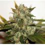 Skunk No1 Female Outlet Cannabis Seeds