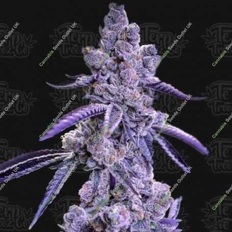 Blue Nerdz Auto Feminized Marijuana Strain by Terp Treez Seed Co For Sale Online at Cannabis Seeds Outlet
