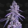 Blue Nerdz Auto Feminized Marijuana Strain by Terp Treez Seed Co For Sale Online at Cannabis Seeds Outlet