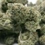 Terp Treez Seed Co Cannabis Strain Blue Nerdz Auto Feminized Marijuana Seeds Original Collector Souvenir Authentic Packaging Pac