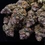 Bacio Gelati Auto Feminized Marijuana Strain by Terp Treez Seed Co For Sale Online at Cannabis Seeds Outlet