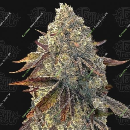 Terp Treez Seed Co Cannabis Strain Bacio Gelati Auto Feminized Marijuana Seeds Original Collector Souvenir Authentic Packaging P