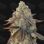 Terp Treez Seed Co Cannabis Strain Bacio Gelati Auto Feminized Marijuana Seeds Original Collector Souvenir Authentic Packaging P