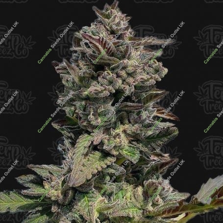 Forbidden Mints Auto Feminized Marijuana Strain by Terp Treez Seed Co For Sale Online at Cannabis Seeds Outlet