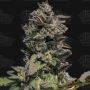 Forbidden Mints Auto Feminized Marijuana Strain by Terp Treez Seed Co For Sale Online at Cannabis Seeds Outlet
