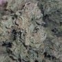 Terp Treez Seed Co Cannabis Strain Forbidden Mints Auto Feminized Marijuana Seeds Original Collector Souvenir Authentic Packagin