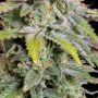 Terp Treez Seed Co Forbidden Mints Auto Smoke Buds Weed Ganja Skunk Dope Pot Images Pics Nuggets