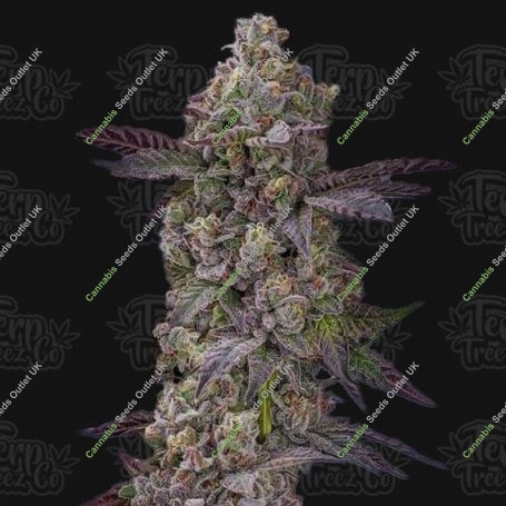 Tre Lime Sorbetto Auto Feminized Marijuana Strain by Terp Treez Seed Co For Sale Online at Cannabis Seeds Outlet