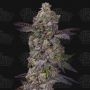 Tre Lime Sorbetto Auto Feminized Marijuana Strain by Terp Treez Seed Co For Sale Online at Cannabis Seeds Outlet