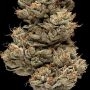 Terp Treez Seed Co Tre Lime Sorbetto Auto Smoke Buds Weed Ganja Skunk Dope Pot Images Pics Nuggets