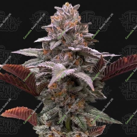 Oreoz x Orange Punch Auto Marijuana Strain by Terp Treez Seed Co For Sale Online at Cannabis Seeds Outlet