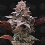 Oreoz x Orange Punch Auto Marijuana Strain by Terp Treez Seed Co For Sale Online at Cannabis Seeds Outlet