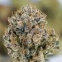 Terp Treez Seed Co Cannabis Strain Oreoz x Orange Punch Auto Marijuana Seeds Original Collector Souvenir Authentic Packaging Pac