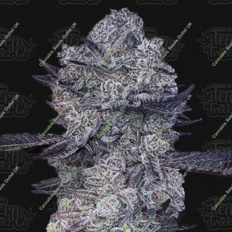 Zoap 39 Feminized Marijuana Strain by Terp Treez Seed Co For Sale Online at Cannabis Seeds Outlet
