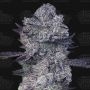 Zoap 39 Feminized Marijuana Strain by Terp Treez Seed Co For Sale Online at Cannabis Seeds Outlet