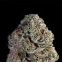 Blue Nerdz Feminized Marijuana Strain by Terp Treez Seed Co For Sale Online at Cannabis Seeds Outlet