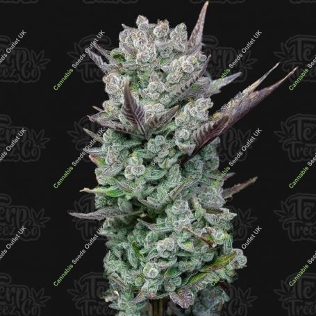 Terp Treez Seed Co Cannabis Strain Blue Nerdz Feminized Marijuana Seeds Original Collector Souvenir Authentic Packaging Packs