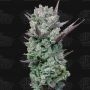 Terp Treez Seed Co Cannabis Strain Blue Nerdz Feminized Marijuana Seeds Original Collector Souvenir Authentic Packaging Packs