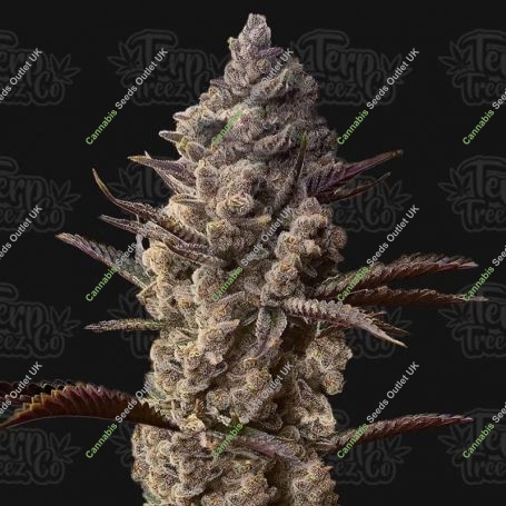 Terp Treez Seed Co Cannabis Strain Ice Kreme Cake Feminized Marijuana Seeds Original Collector Souvenir Authentic Packaging Pack