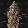 Terp Treez Seed Co Cannabis Strain Ice Kreme Cake Feminized Marijuana Seeds Original Collector Souvenir Authentic Packaging Pack