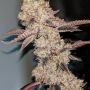 Terp Treez Seed Co Ice Kreme Cake Smoke Buds Weed Ganja Skunk Dope Pot Images Pics Nuggets